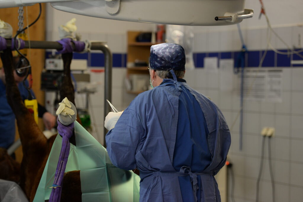 Horse having abdominal surgery, which could lead to paralytic ileus, a condition celiac plexus block might help prevent. 