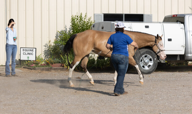 Equine Veterinarian pre purchase exam sound horse
