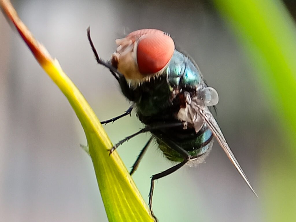 New World screwworm fly