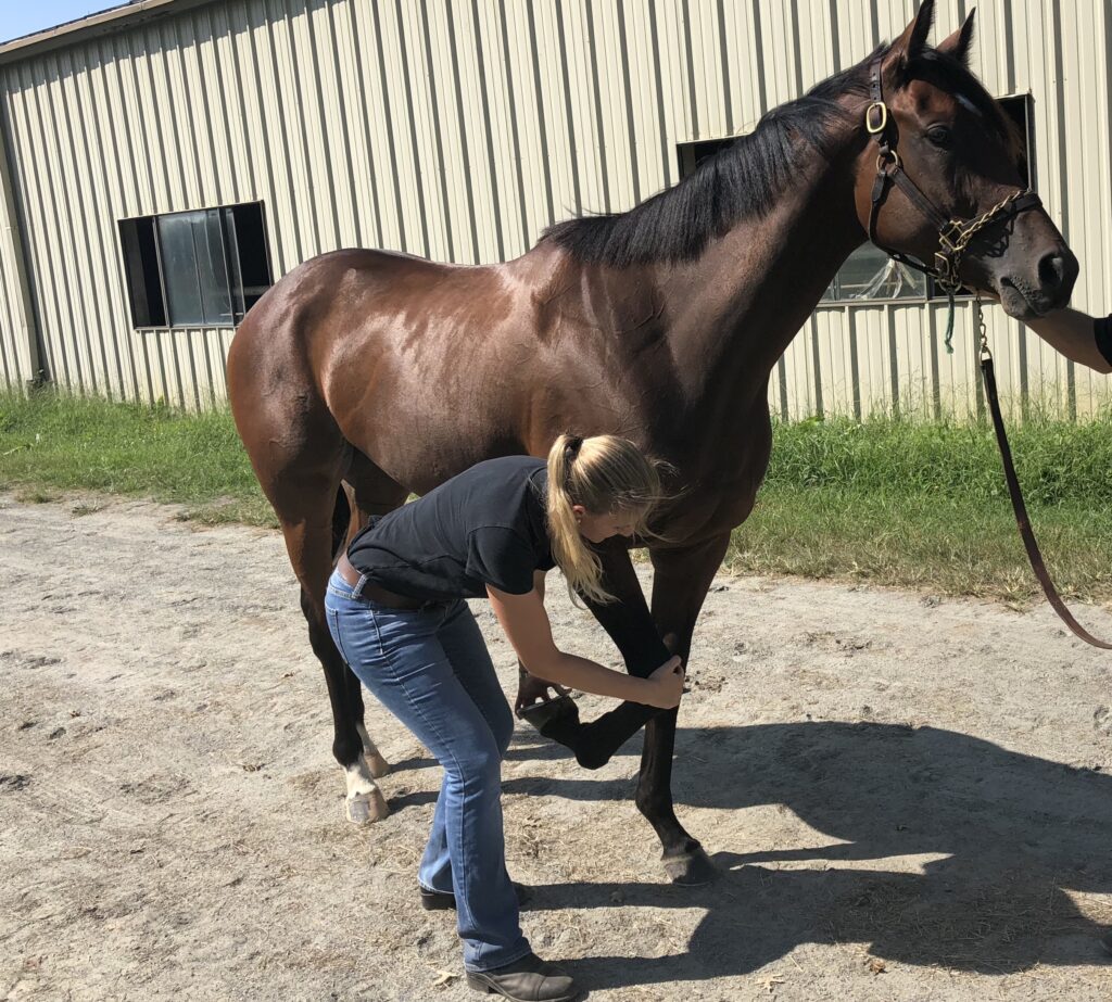 Dr. Weber performing flexion tests on a horse. 