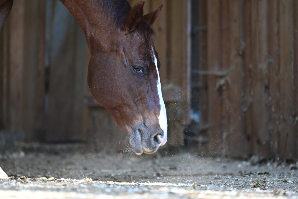 Horse being exposed to dust, a trigger for equine asthma. 