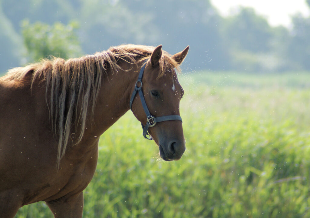 Horse surrounded by mosquitoes, which spread arboviruses.