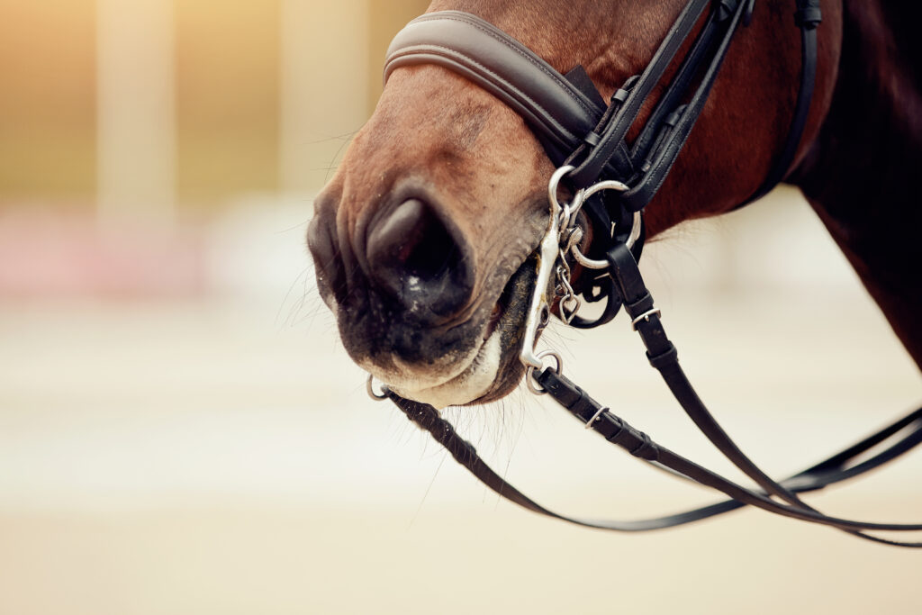 Dressage horse wearing a double bridle, representing oral lesions in horses.