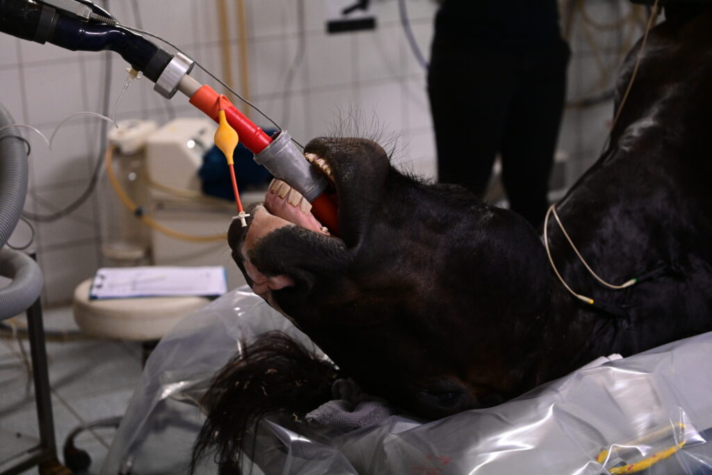 Horse under general anesthesia, at risk for potentially developing post-anesthetic rhabdomyolysis.