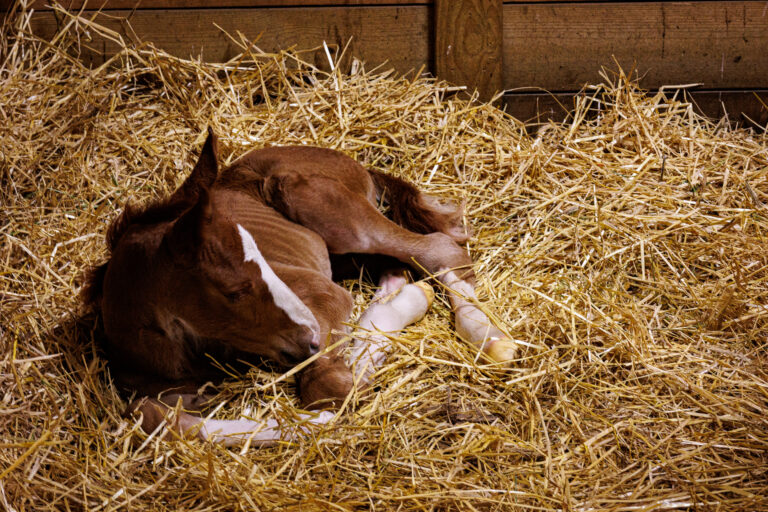 New born foal resting in the straw
