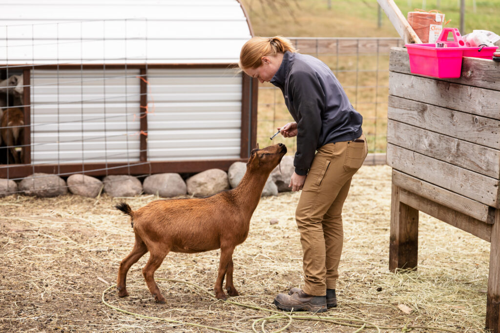 Rural practitioner medicating a goat.