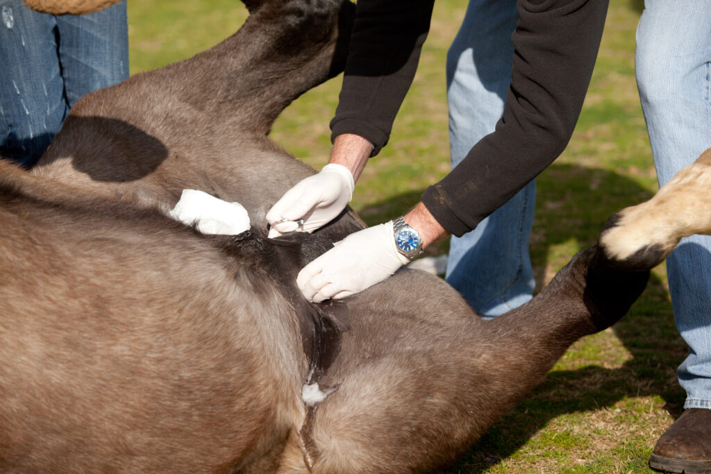 equine castration procedure
