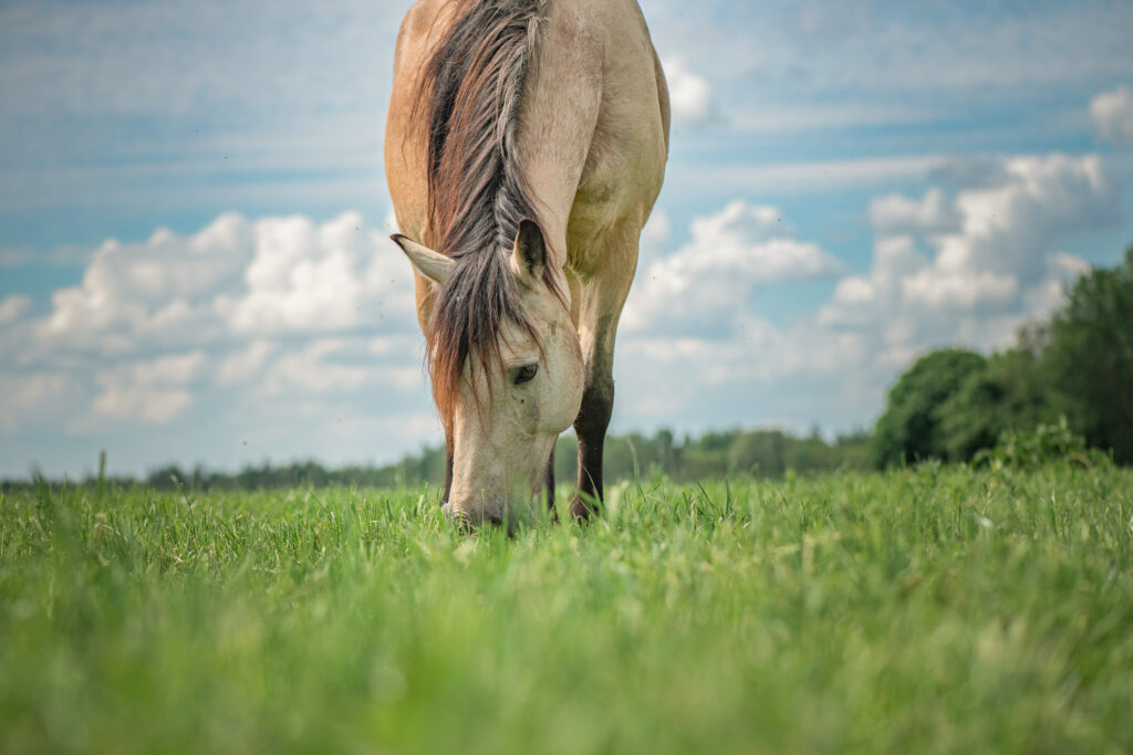 Horse grazing on pasture, where it might acquire equine parasites like strongyles.