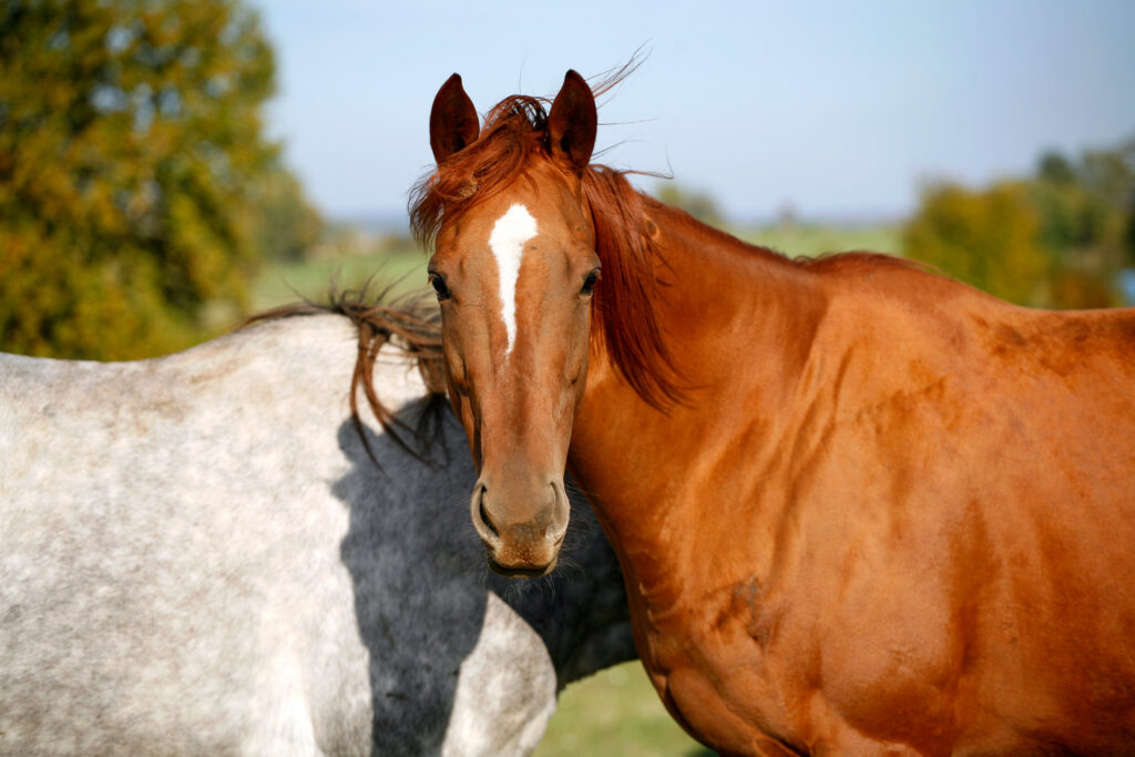 Young Thoroughbred horse, at risk for CVSM, a noninfectious neurological disease.