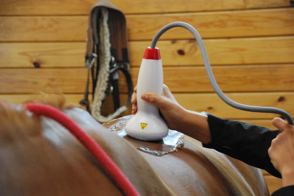 Shockwave therapy on a horse, a rehabilitation technique for suspensory and sacroiliac injuries.