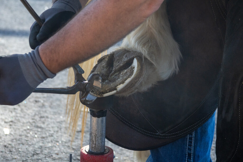 Farriery for horse with thrush.