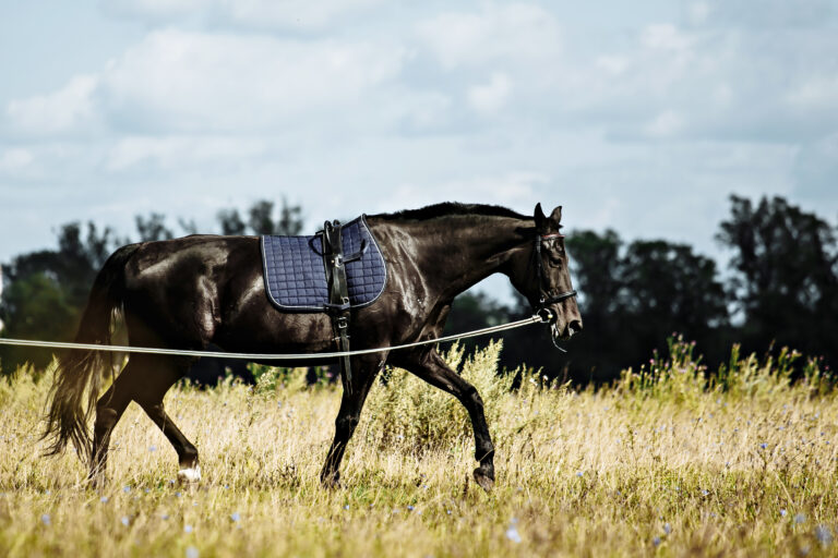 Training a horse on the lunge