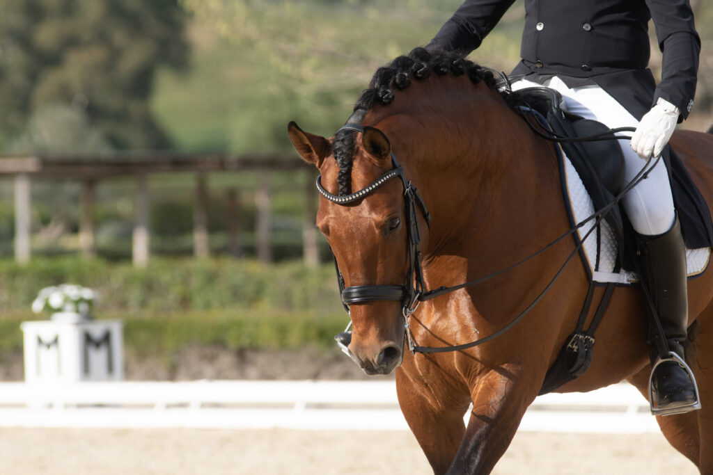 PRE dressage horse, a sport horse potentially at risk for laminitis.
