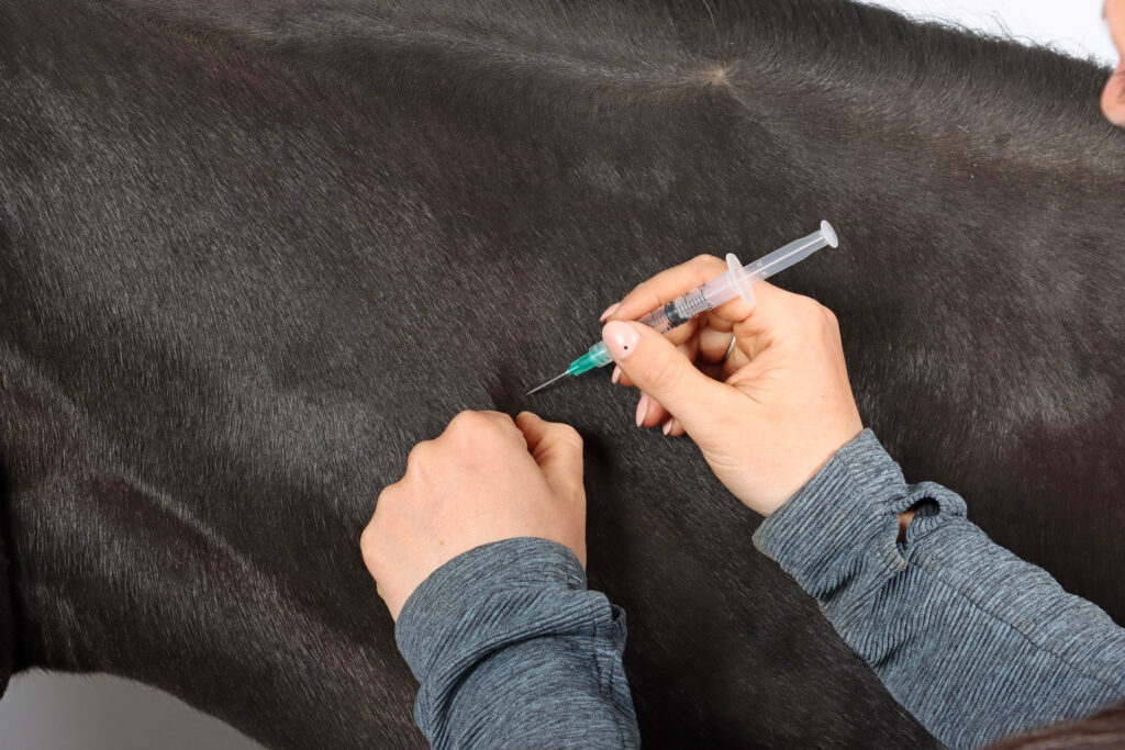 Veterinarian injecting a needle into a horse, which is a common source of injury in equine practice. 