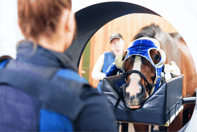 Courtesy to Asto CT and Virginia Equine Imaging