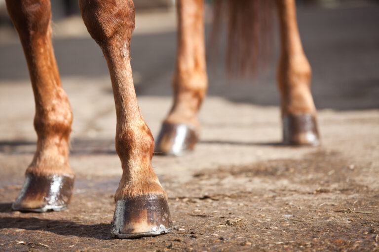 Horses Legs and Hooves