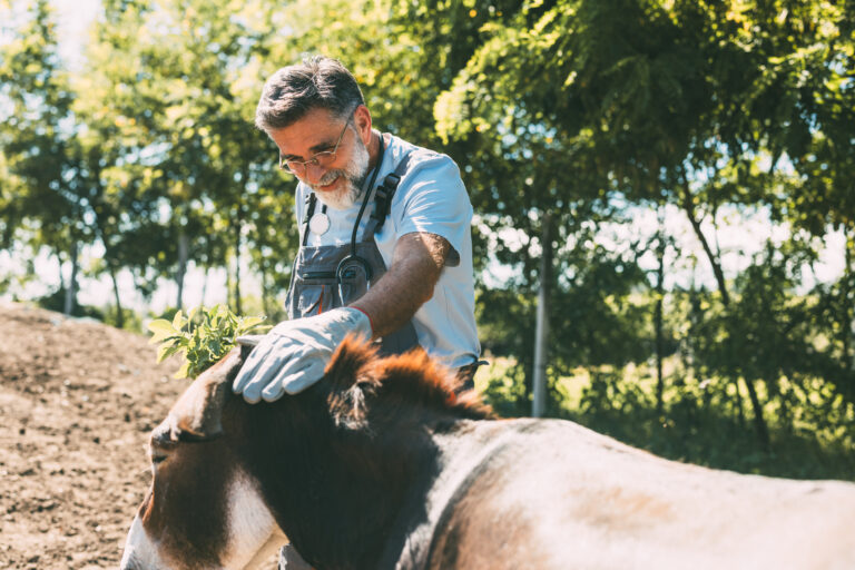 Elderly Farmer Caring for Horse in Sunlit Rural Setting