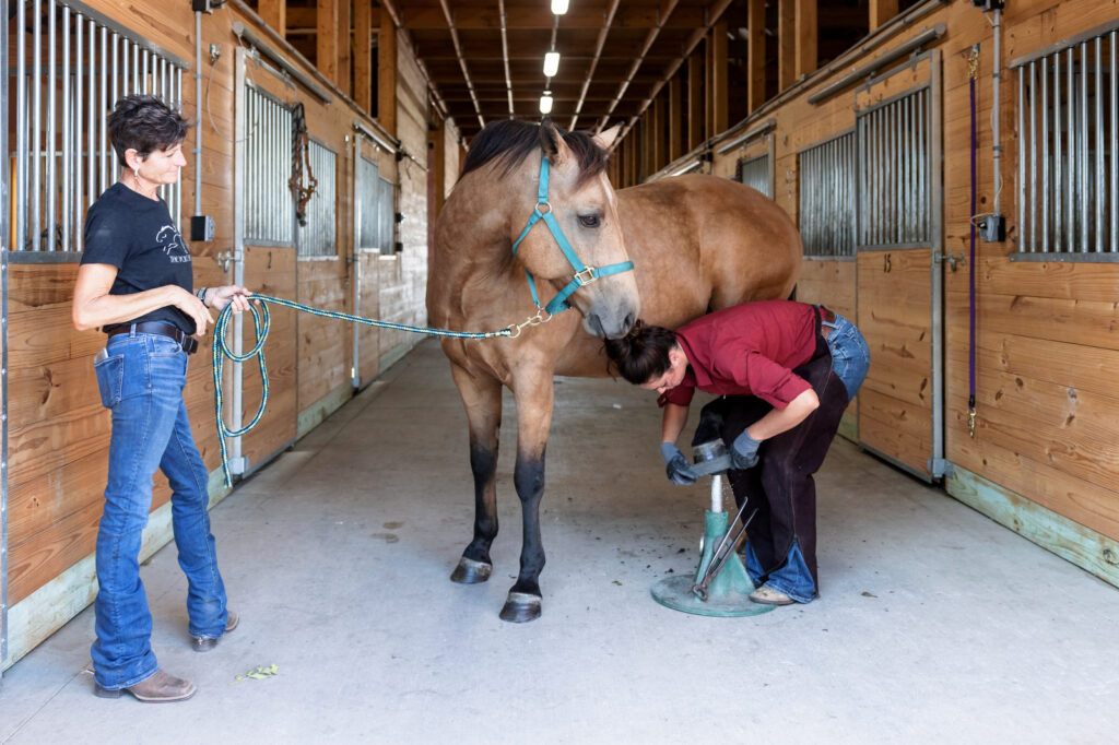 Farriery for horse with thrush. 