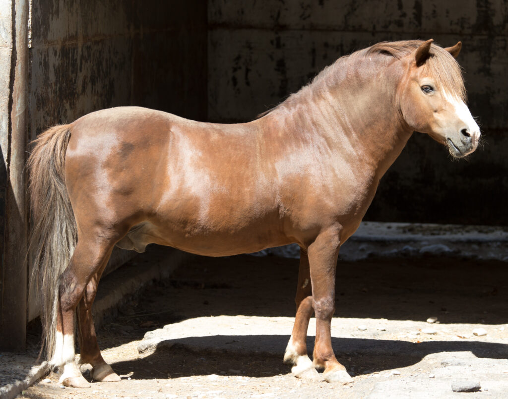 Obese horse that might require treatment with an SGLT2 inhibitor