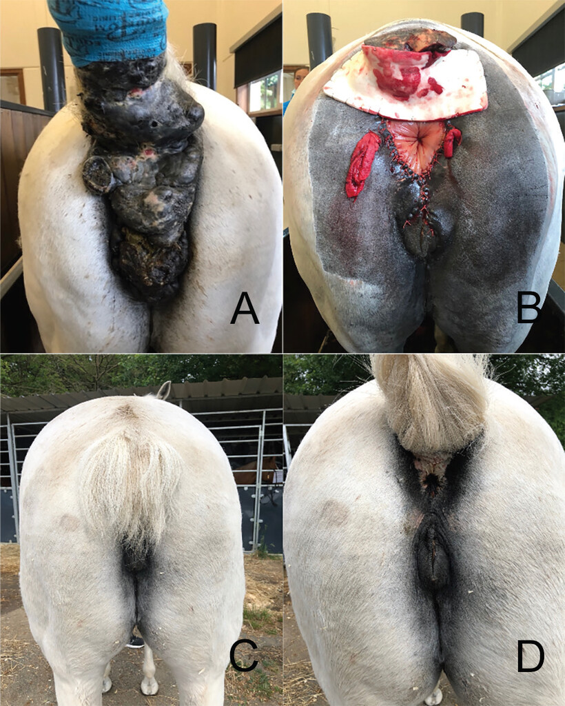 One mare in the study preoperatively (A), immediately postoperatively (B), and 2 years postoperatively (C and D). A: The mare has extensive perianal melanoma. B: Tail amputation was performed as part of the surgical treatment for extensive perianal melanoma. C and D: The mare has an optimal aesthetic outcome, with intact skin and functional rectal sphincter. | Journal of the American Veterinary Medical Association 263, 7; 10.2460/javma.24.12.0816