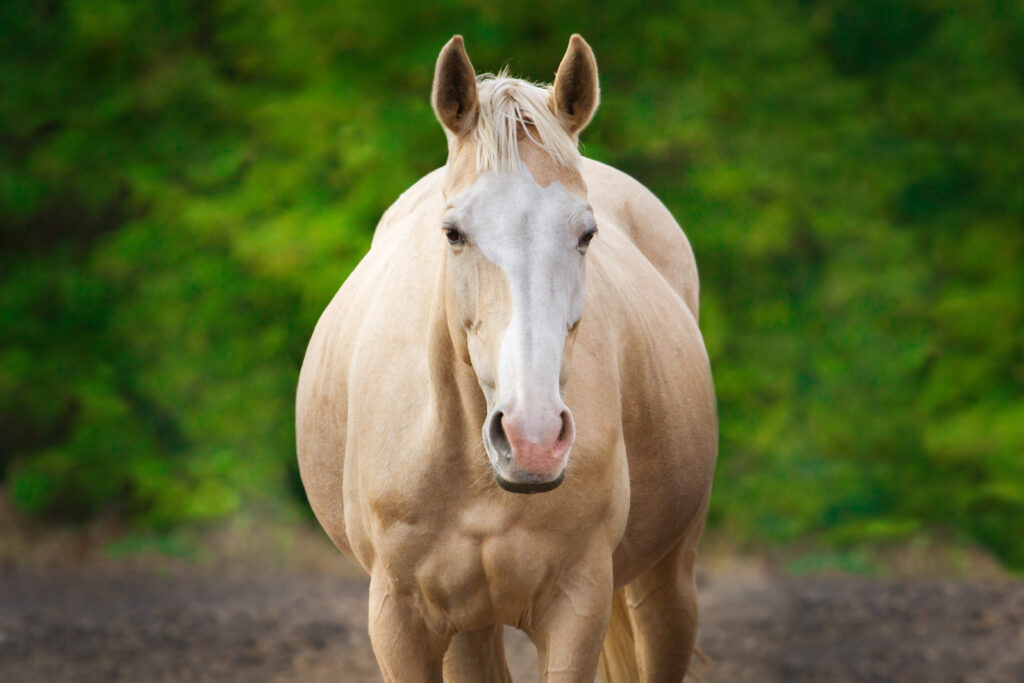 pregnant mare, representing laser ablation of endometrial cysts.