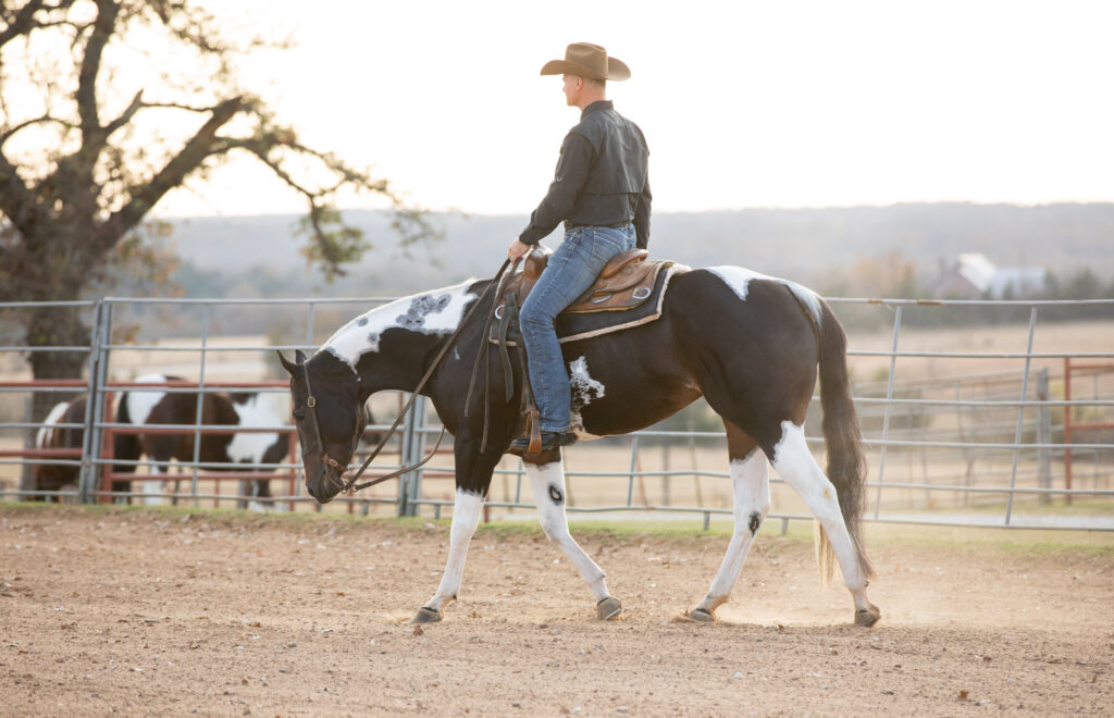 Paint gelding working under saddle. 