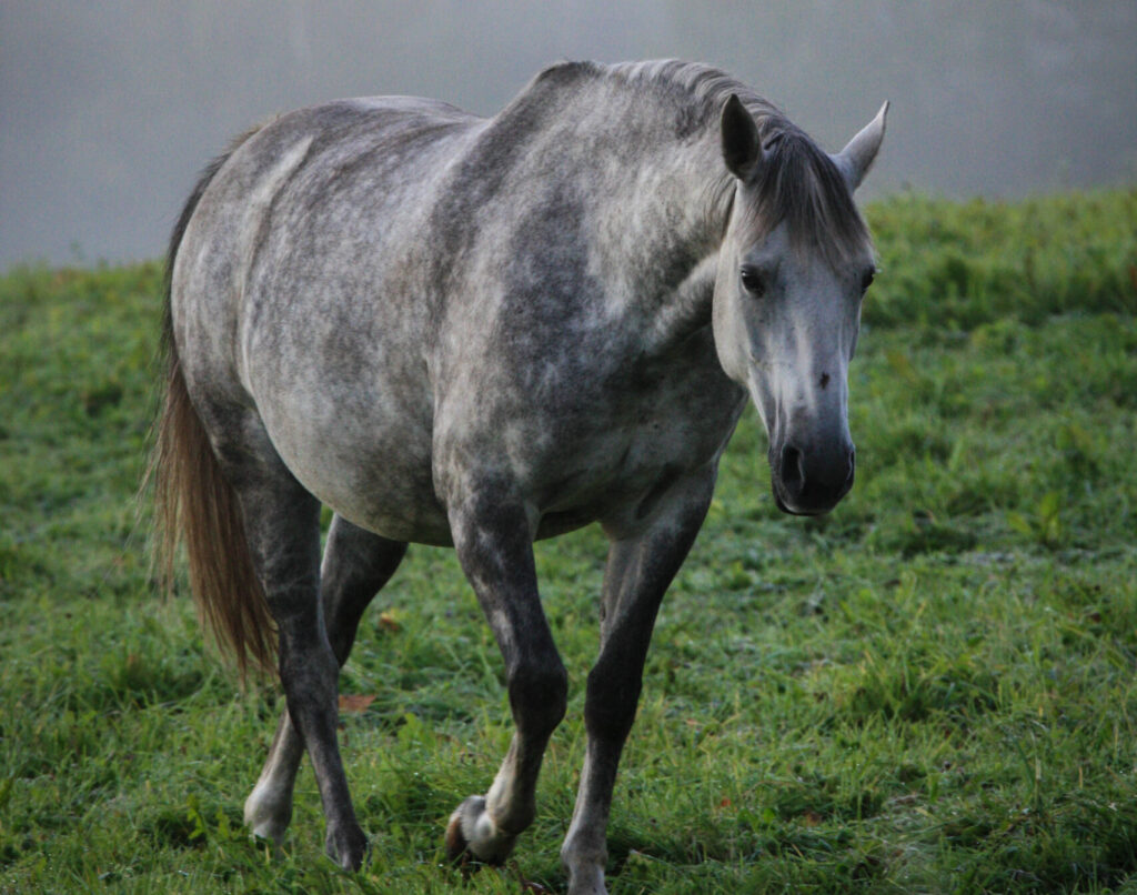 Broodmare walking in pasture