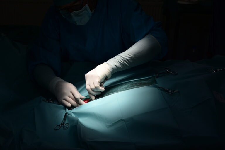 Operation eines auf dem Rücken liegenden Pferdes wegen Kolik in der Pferdeklinik