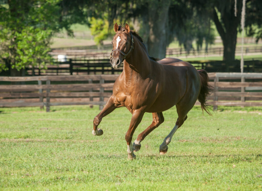 Stallion cantering in field. 