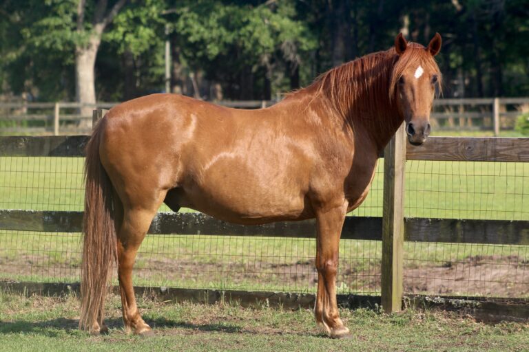 Horse in Field