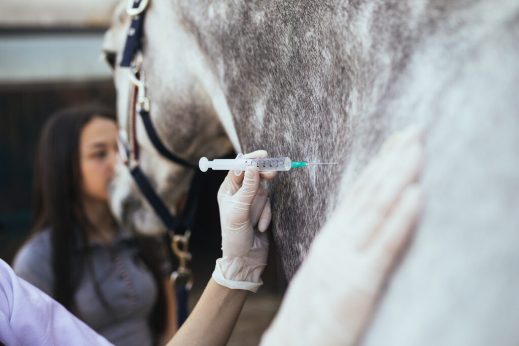 Veterinarian using injectable vitamin E-selenium in a horse.