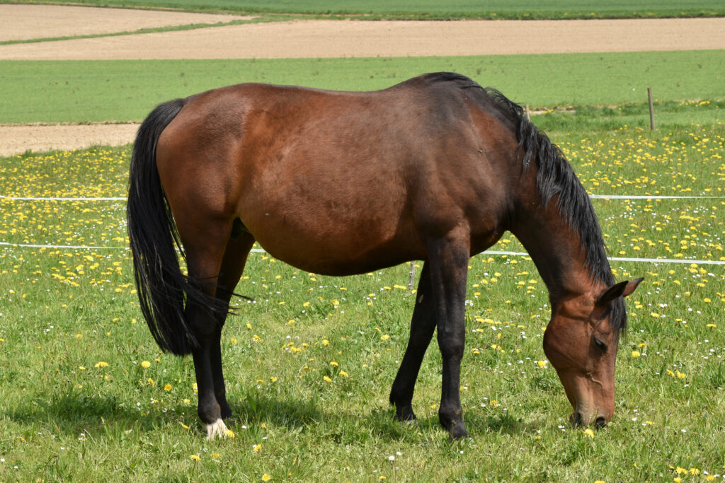 Pregnant warmblood mare, representing breeding barren mares, as discussed in this podcast episode. 