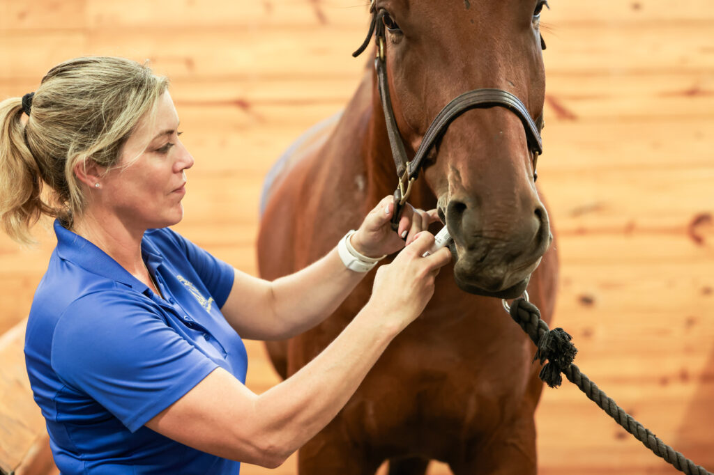 Veterinarian administering an oral NSAID to a horse for management of equine osteoarthritis.