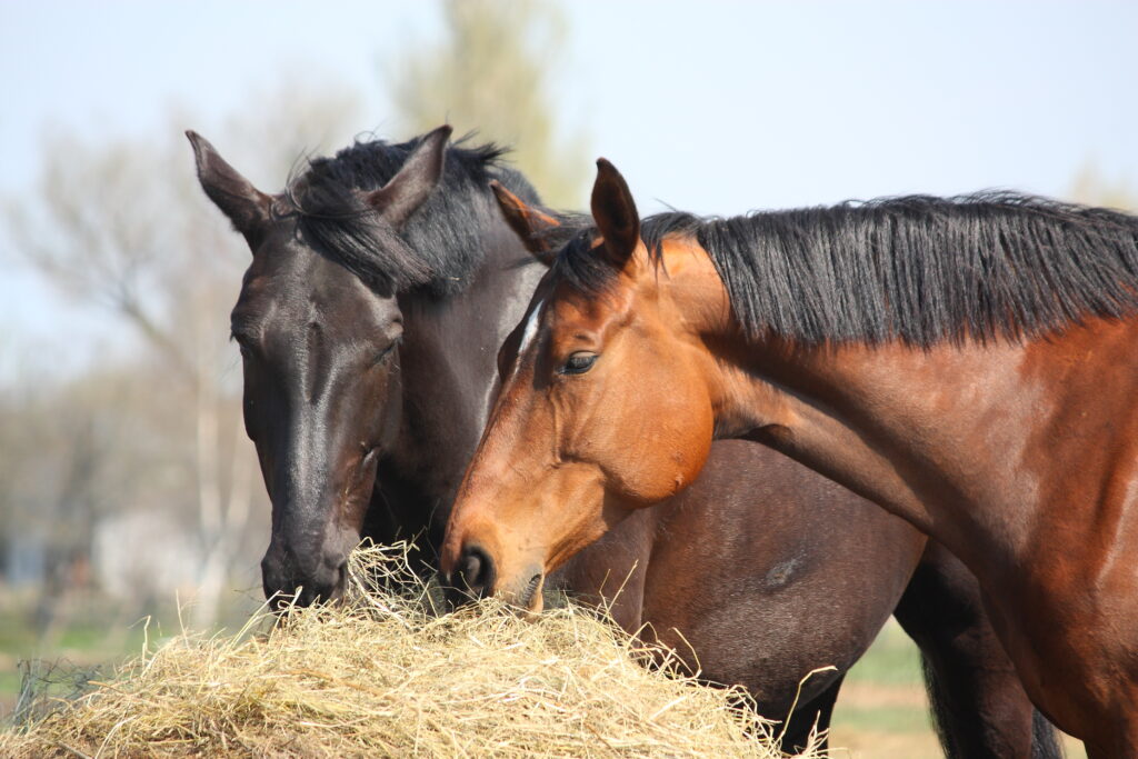 Performance horses eating hay