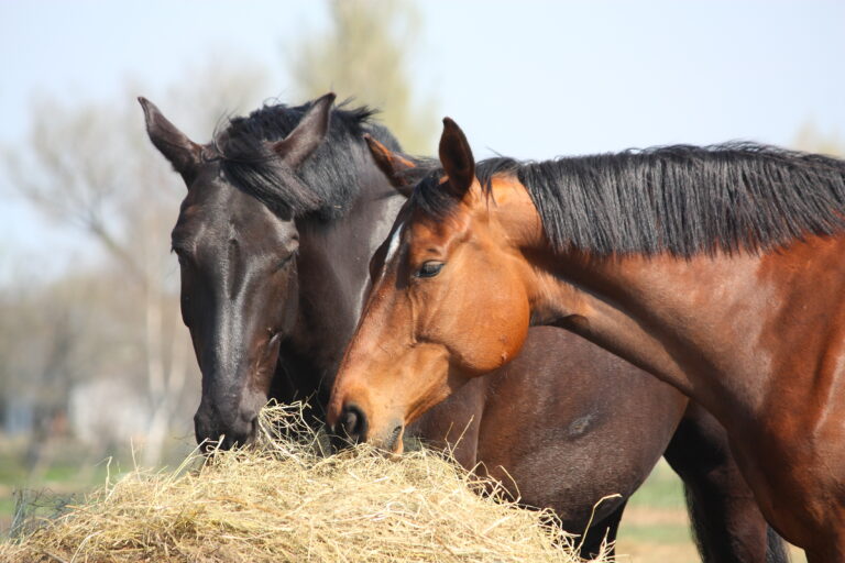 Two horses eating hay