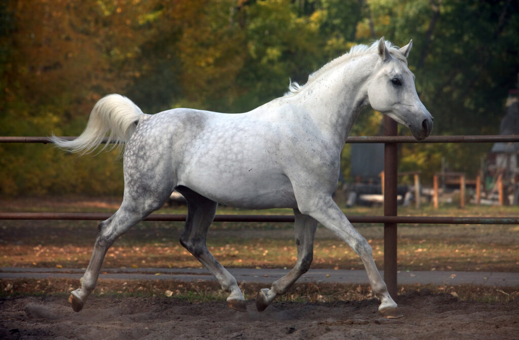 Arabian horse, which is prone to MFM-ER.