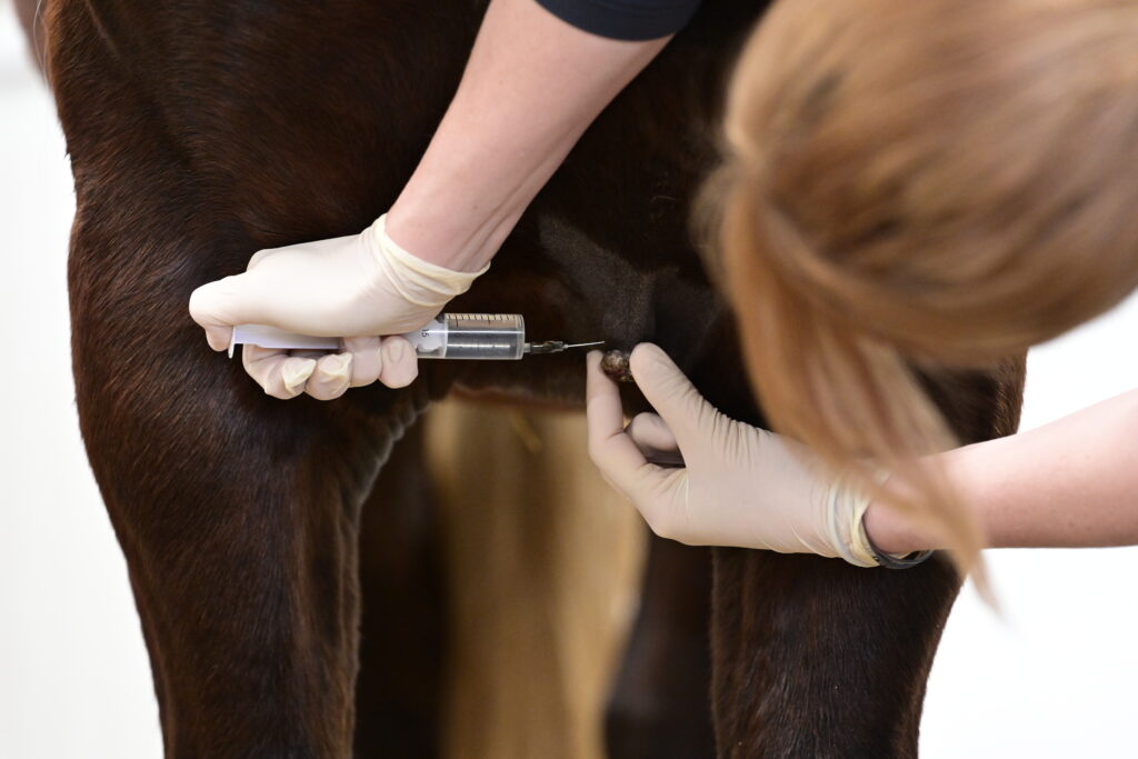 Veterinarian treating an equine skin tumor.