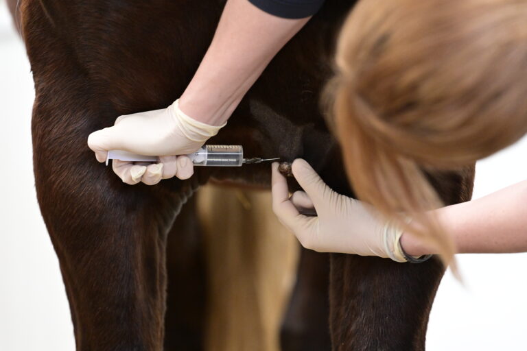 Tierärztin im Einsatz