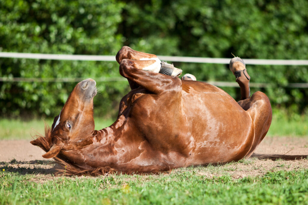 Horse rolling due to colic/strangulating lipoma pain. 