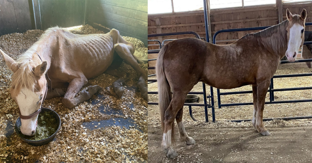 Before and after photos of Honey, one of the starved horses mentioned in this episode.
