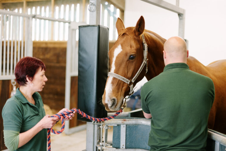 Equine Veterinary Hospital