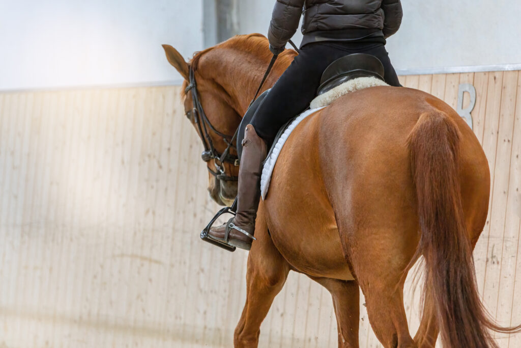 Warmblood trotting with a rider, representing a horse with MFM. 