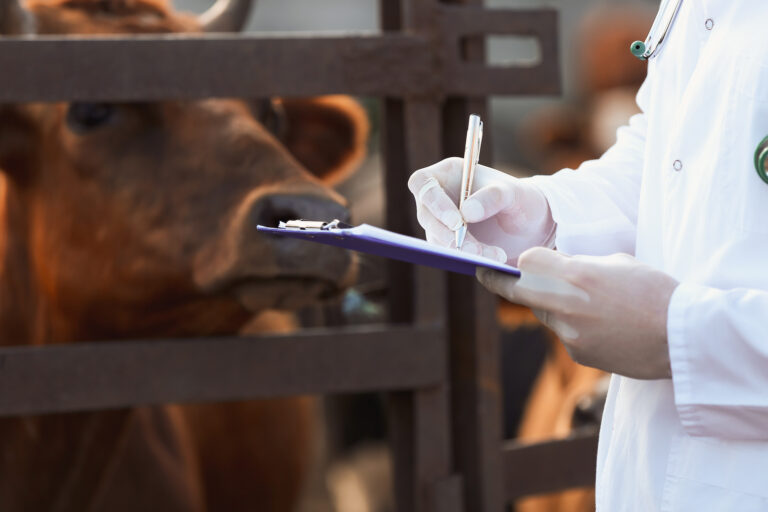 Veterinarian examining cow in paddock on farm