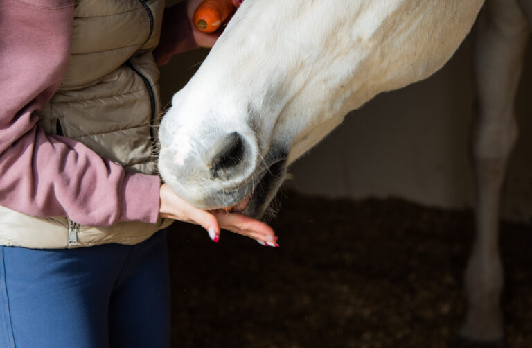Close up woman hand hand feeding horse