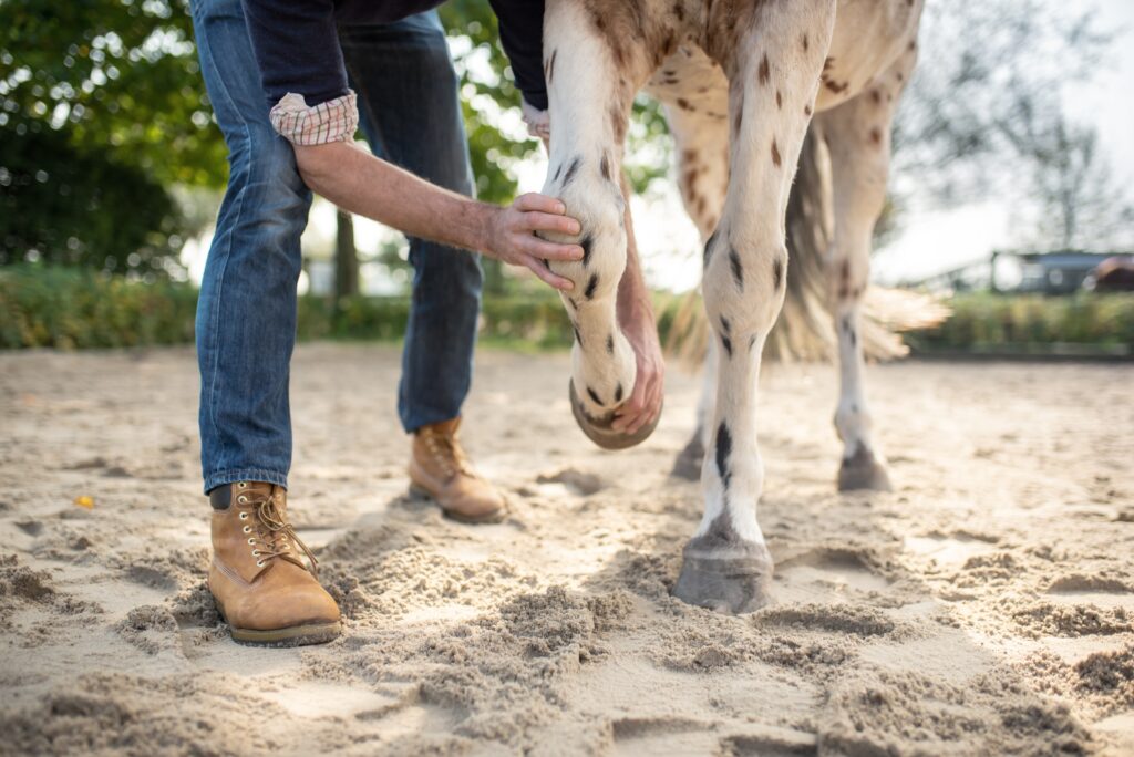 Veterinarian examining a horse for OA. 