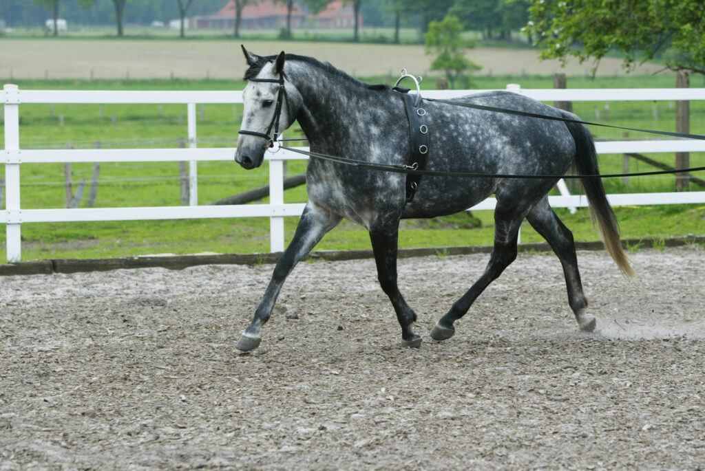 Horse long-lining. 