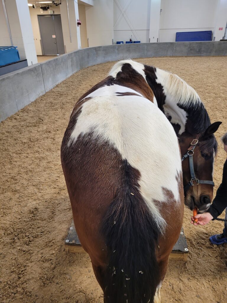 Horse in a baited stretch