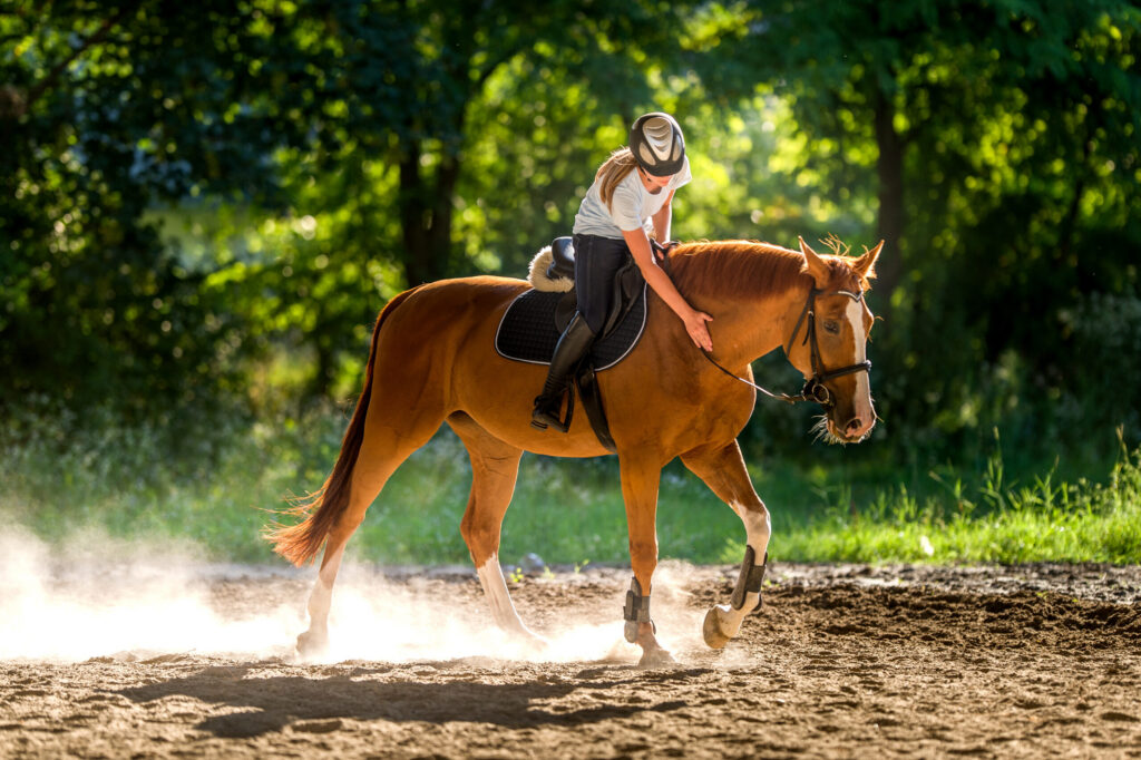 Riding horse at the walk in an arena. 