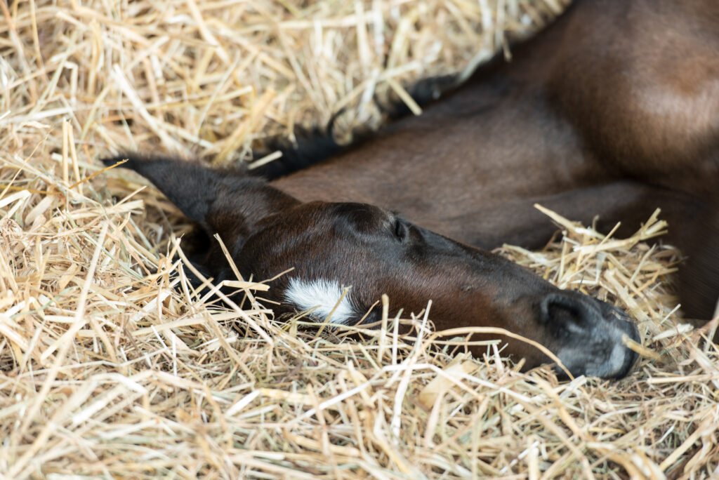 Sleeping foal