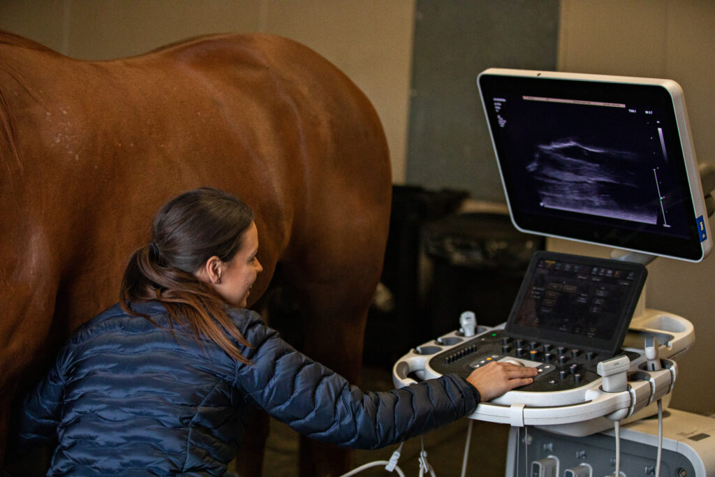 Veterinarian performing an ultrasound examination on a horse. 